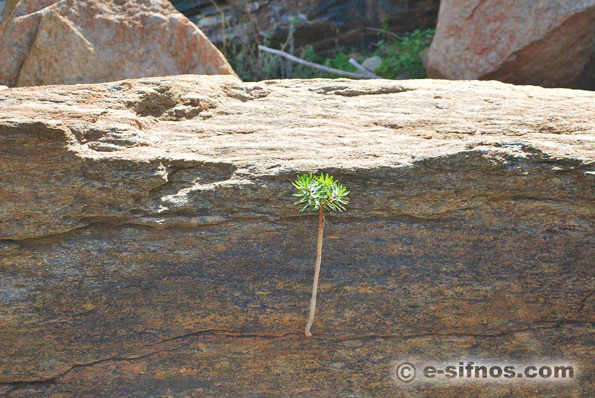 Un buisson sort d'un rocher