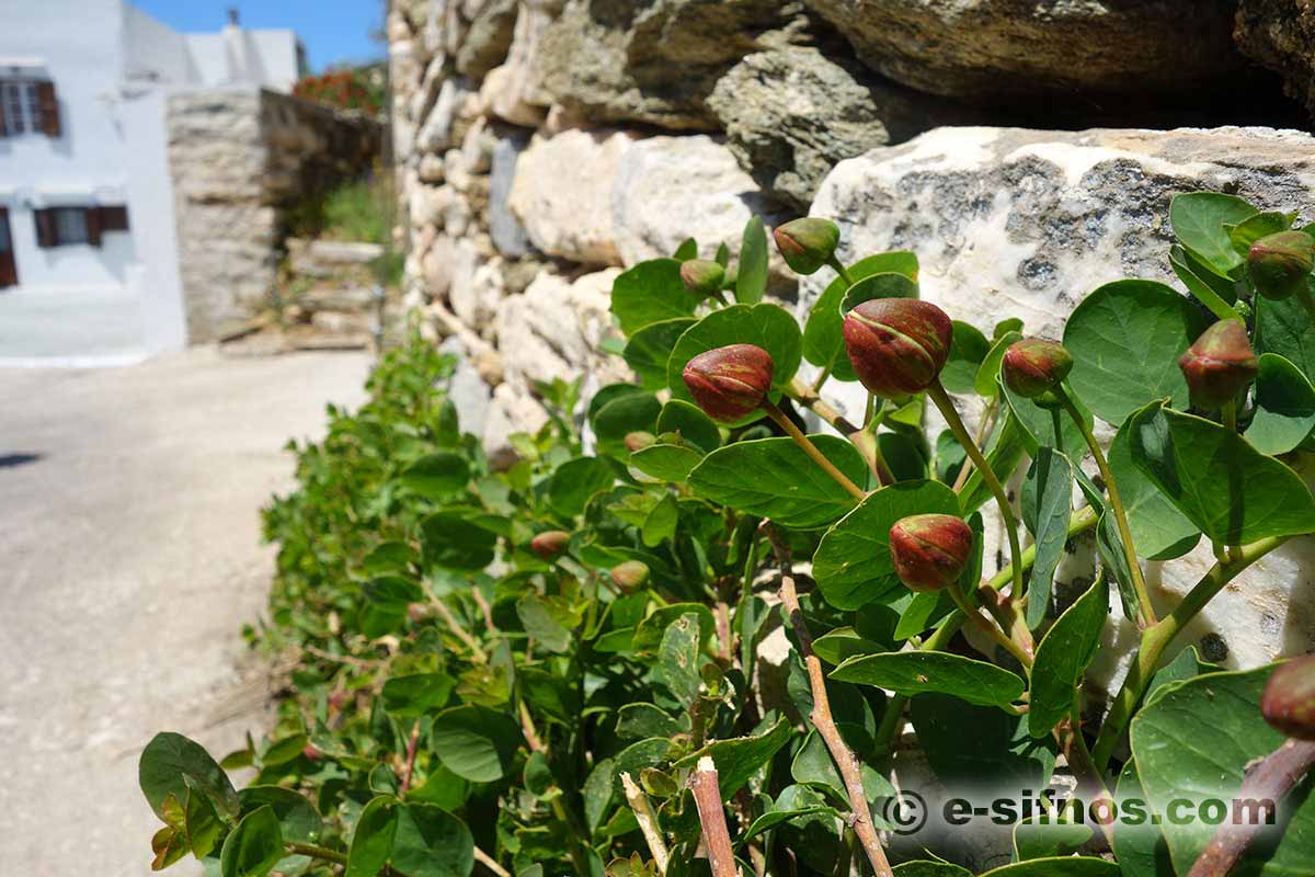 Câpre, une plante que vous pouvez trouver partout à Sifnos